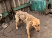 До евакуації тварин з Дружківки доєднались волонтери з Канади