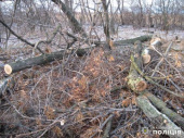 В Дружковке на вырубке леса полицейские поймали группу злоумышленников