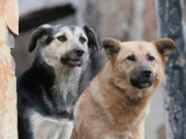 Зоозащитники помешали отлову бродячих собак в Дружковке