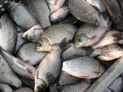 Дружковчанина за торговлю рыбой и раками в неположенном месте оштрафовали на 850 гривен