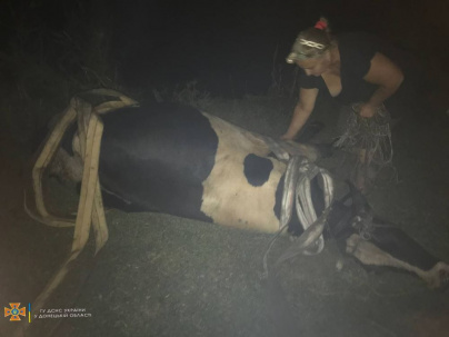 В Дружковке спасатели помогли вытащить корову из грязи В Дружковке спасатели помогли вытащить корову из грязи