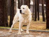 В Дружковке огромная собака напала на местную жительницу 