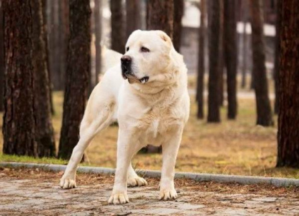 В Дружковке огромная собака напала на местную жительницу 