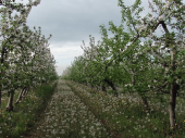 Яблоки из Донецкой области пользуются спросом за границей
