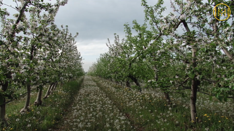 Яблоки из Донецкой области пользуются спросом за границей