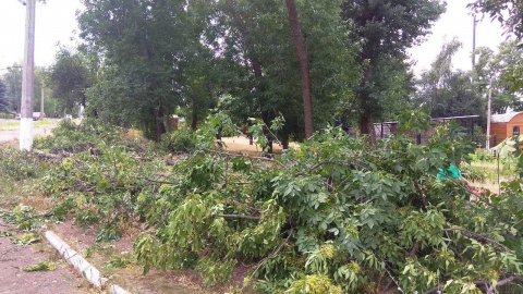 Непогода в Дружковке: повалено 11 деревьев