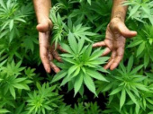 И.о. министра здравохранения Украины за легализацию марихуаны в медицинских целях