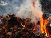 Муниципальная варта борется с поджигателями листьев в Дружковке