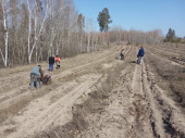 Лесхоз в Лимане высадил 20 га лесных культур. Фото