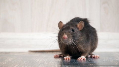 «Комсервис» провел повторную дератизацию после укуса ребенка крысой