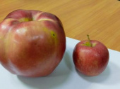 Жительница Дружковки вырастила гигантское яблоко весом 865 граммов (Фото)