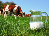 В Дружковке из-за массового отравления коров сокращена продажа молока (ВИДЕО)