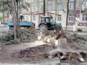 Непогода в Дружковке: поваленное дерево в центре города, оборваны линии электропередач
