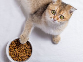 Кормление стерилизованных кошек для поддержания здоровья и веса