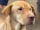 Місяць у пастці: Волонтери врятували шарпея зі зруйнованої багатоповерхівки в Олексієво-Дружківці