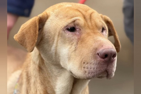 Волонтери врятували шарпея зі зруйнованої багатоповерхівки в Олексієво-Дружківці