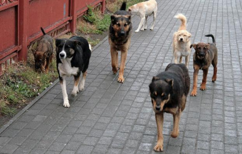 Отлов и стерилизация собак в Дружковке не проводятся из-за карантина