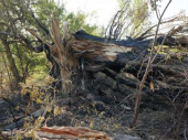 Дерево, которое снесли взрывом, сняли на видео