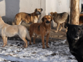 В Дружковке бродячих собак будут стерилизовать