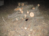 Ранее судимый житель Краматорска рубил деревья возле Дружковки