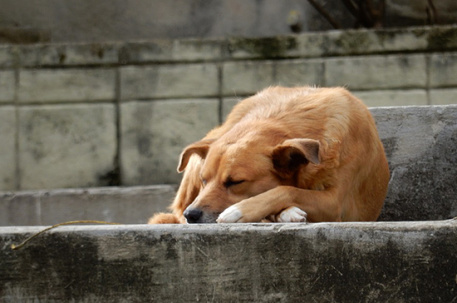 В Дружковке начался отлов бездомных собак